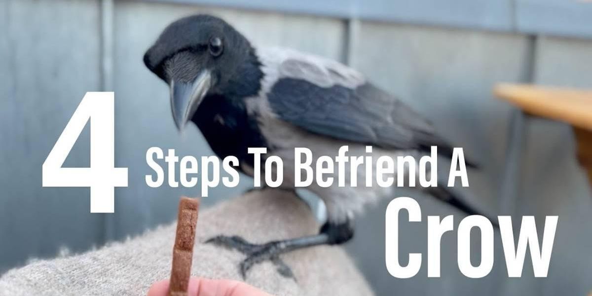 Crows are incredibly smart. Here’s how to make friends with one in four easy steps.