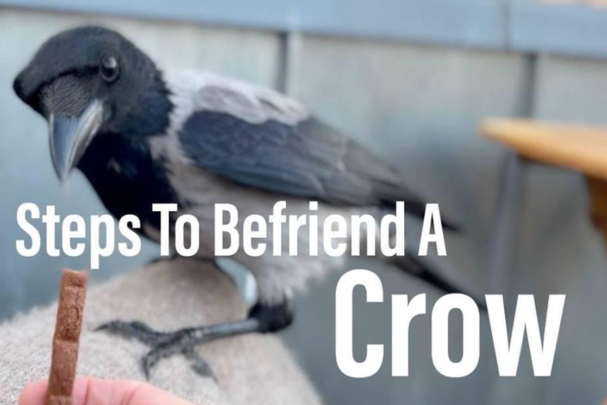 crows, birds, friends, pets, crow intelligence, training