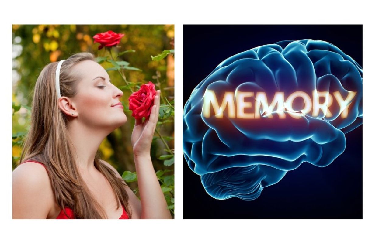 smell, memories, flowers, brains, olfactory bulbs