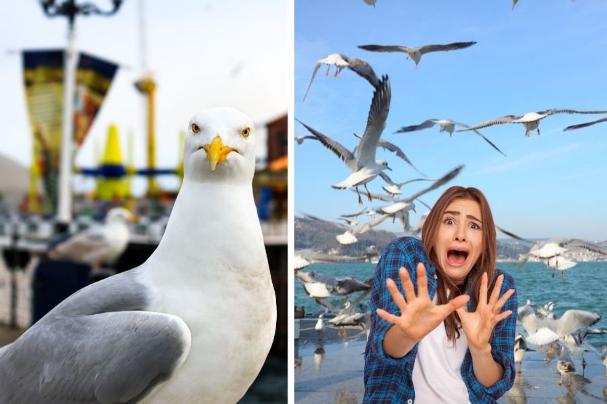 seagulls; pigeons; seagulls stealing food; seagulls scary; birds; seagulls killing whales; seagulls attacking people