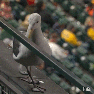 seagulls; pigeons; seagulls stealing food; seagulls scary; birds; seagulls killing whales; seagulls attacking people