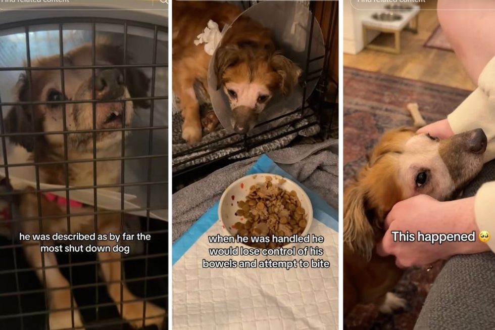 Severely traumatized dog has breakthrough 13 days into foster care and everyone's bawling