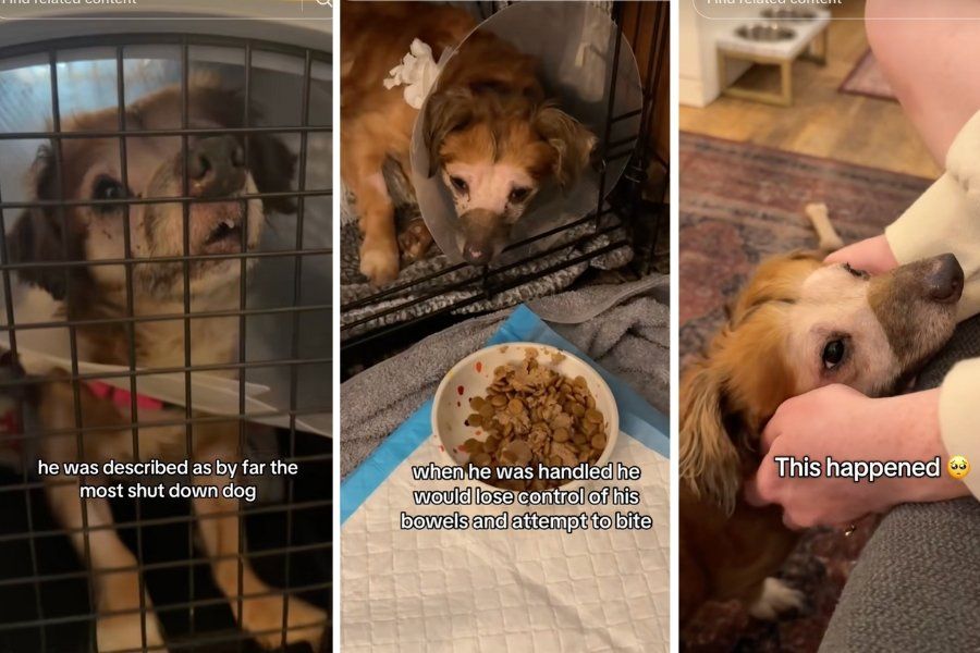 tiki, isabel klee, simon sits, rescue dog, shelter dog, animal abuse