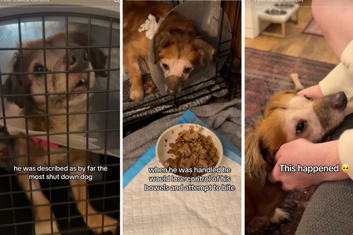 tiki, isabel klee, simon sits, rescue dog, shelter dog, animal abuse