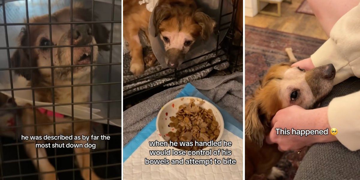 Severely traumatized dog has breakthrough 13 days into foster care and everyone's bawling