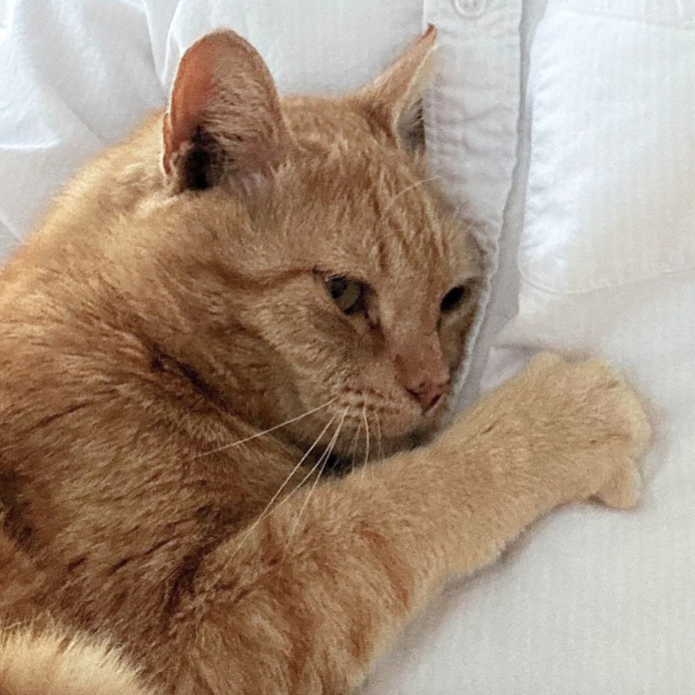 snuggly orange cat