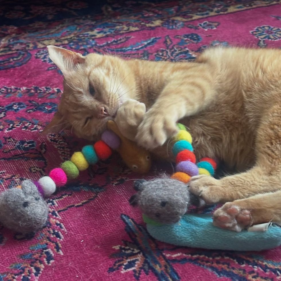 playful orange cat