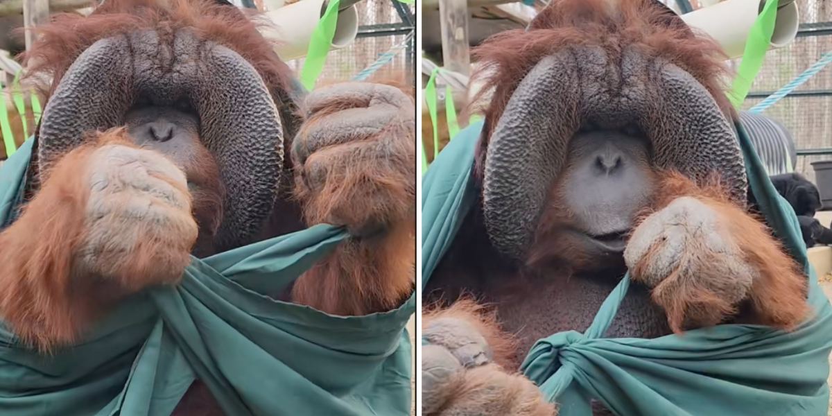 34-year-old orangutan learns how to tie knots, and now we're wondering what else he can do