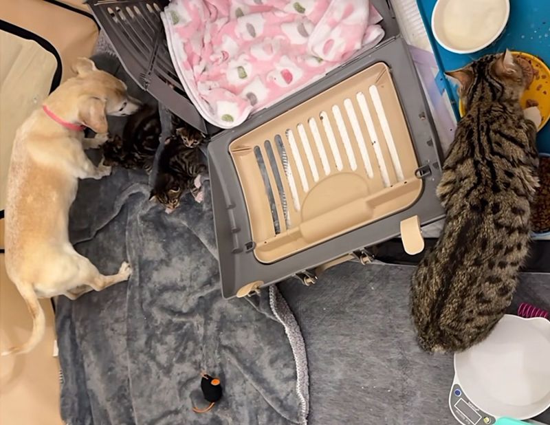 dog caring kittens cat