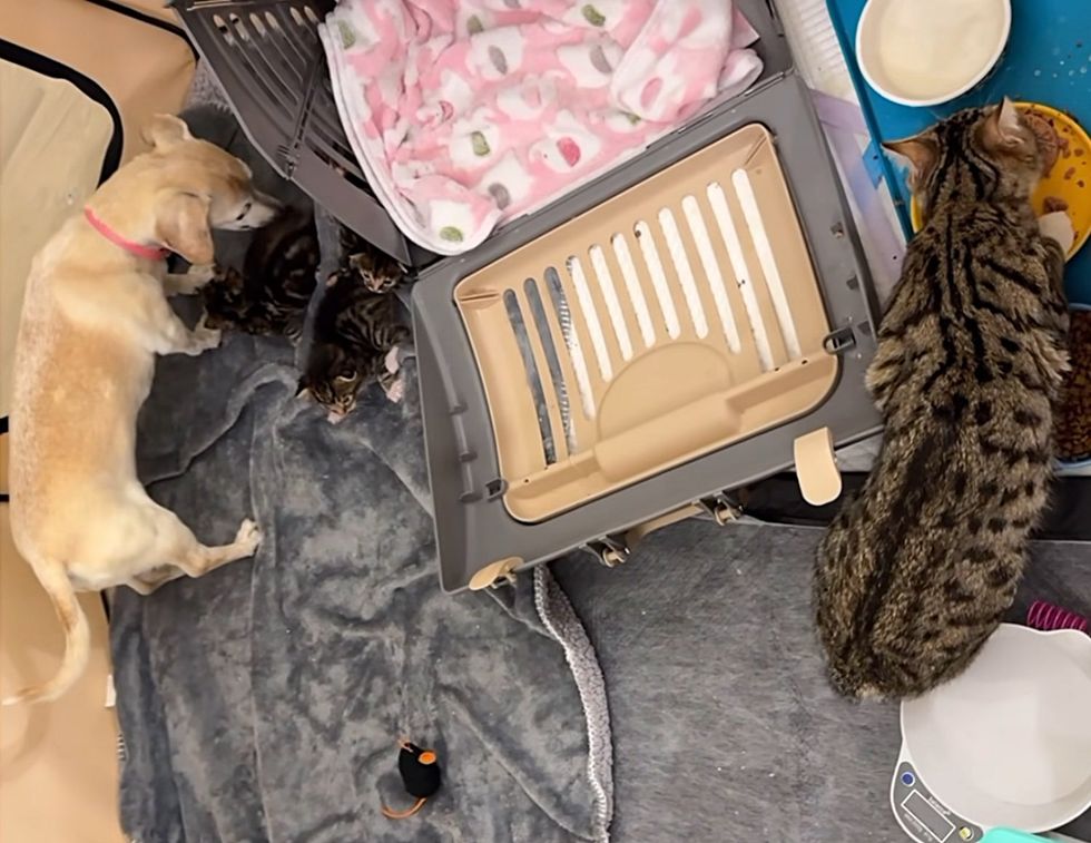 dog caring kittens cat