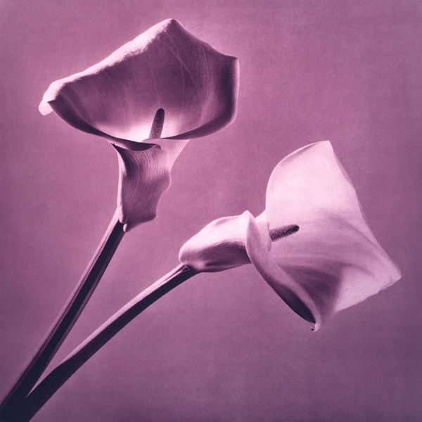 Robert Mapplethorpe in mostra a Venezia