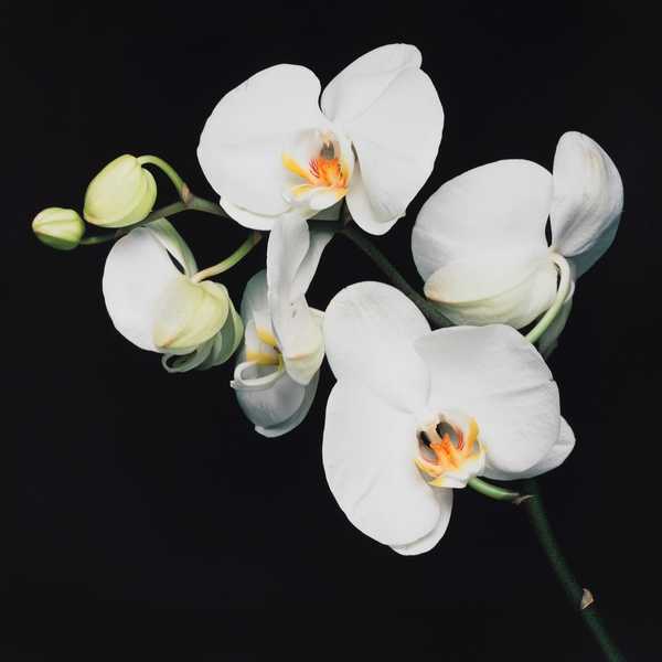 Robert Mapplethorpe in mostra a Venezia