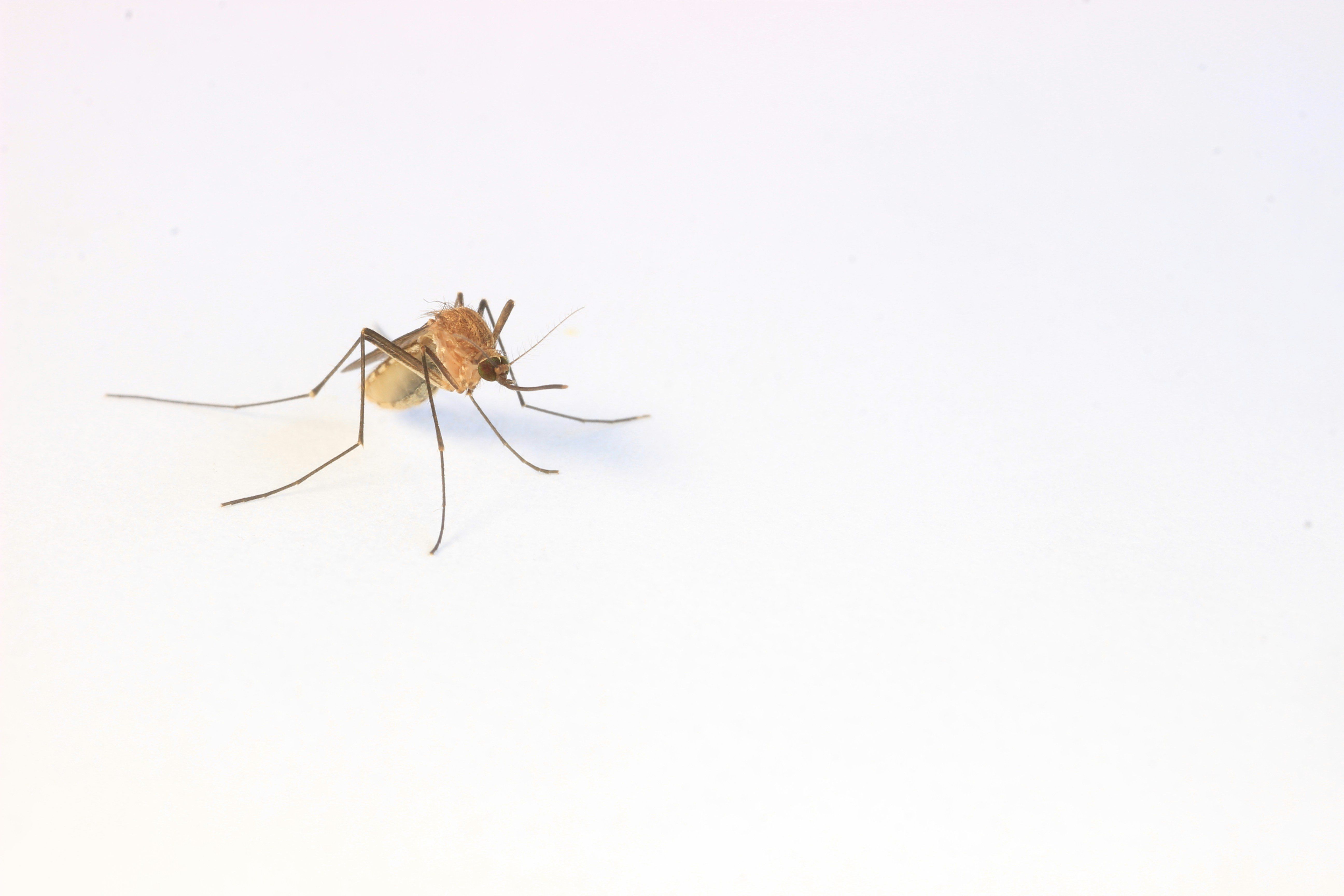 Close-up of a mosquito on a plain white surface.