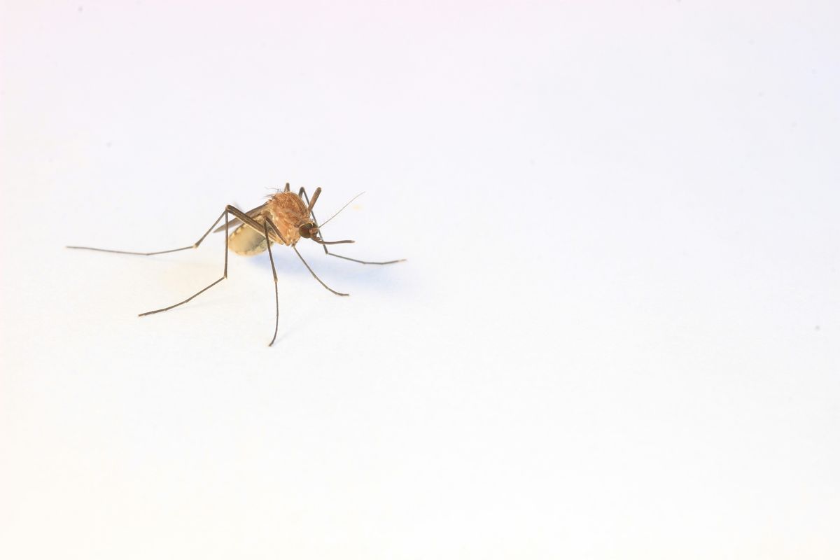Close-up of a mosquito on a plain white surface.