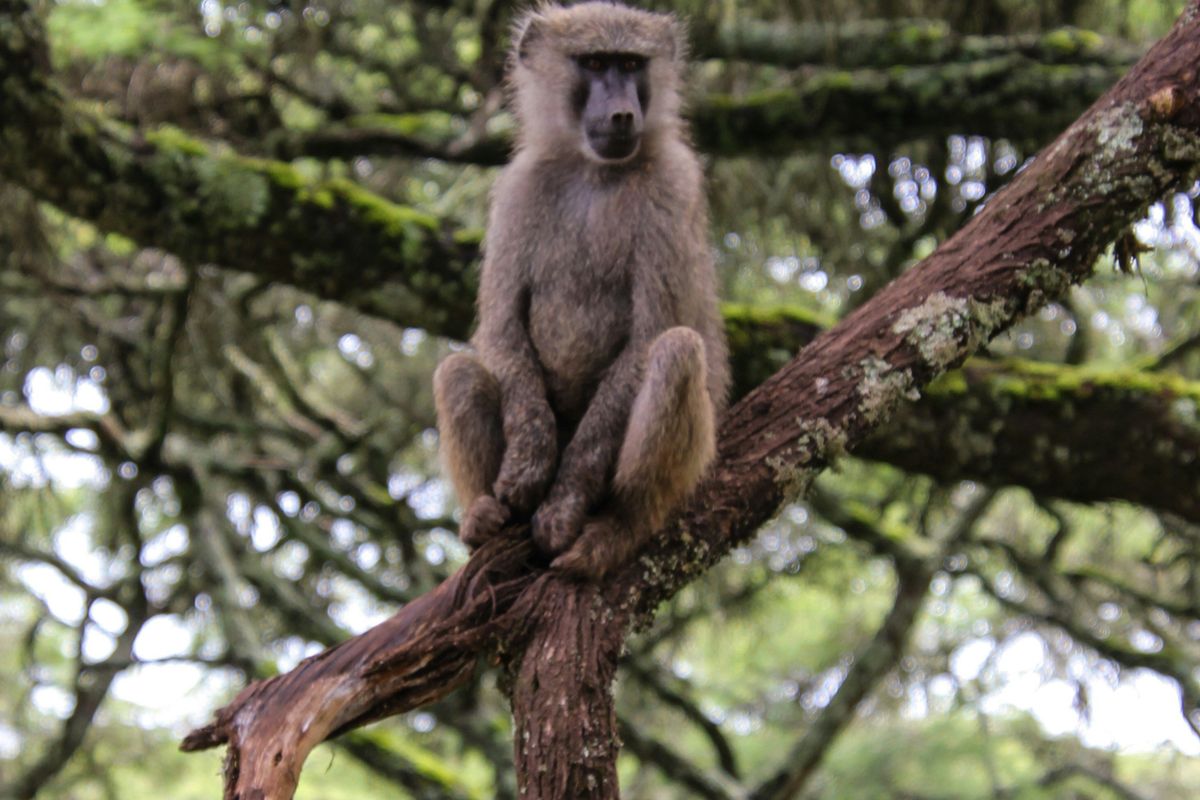 Baboon sitting on a tree branch in a lush, green forest.