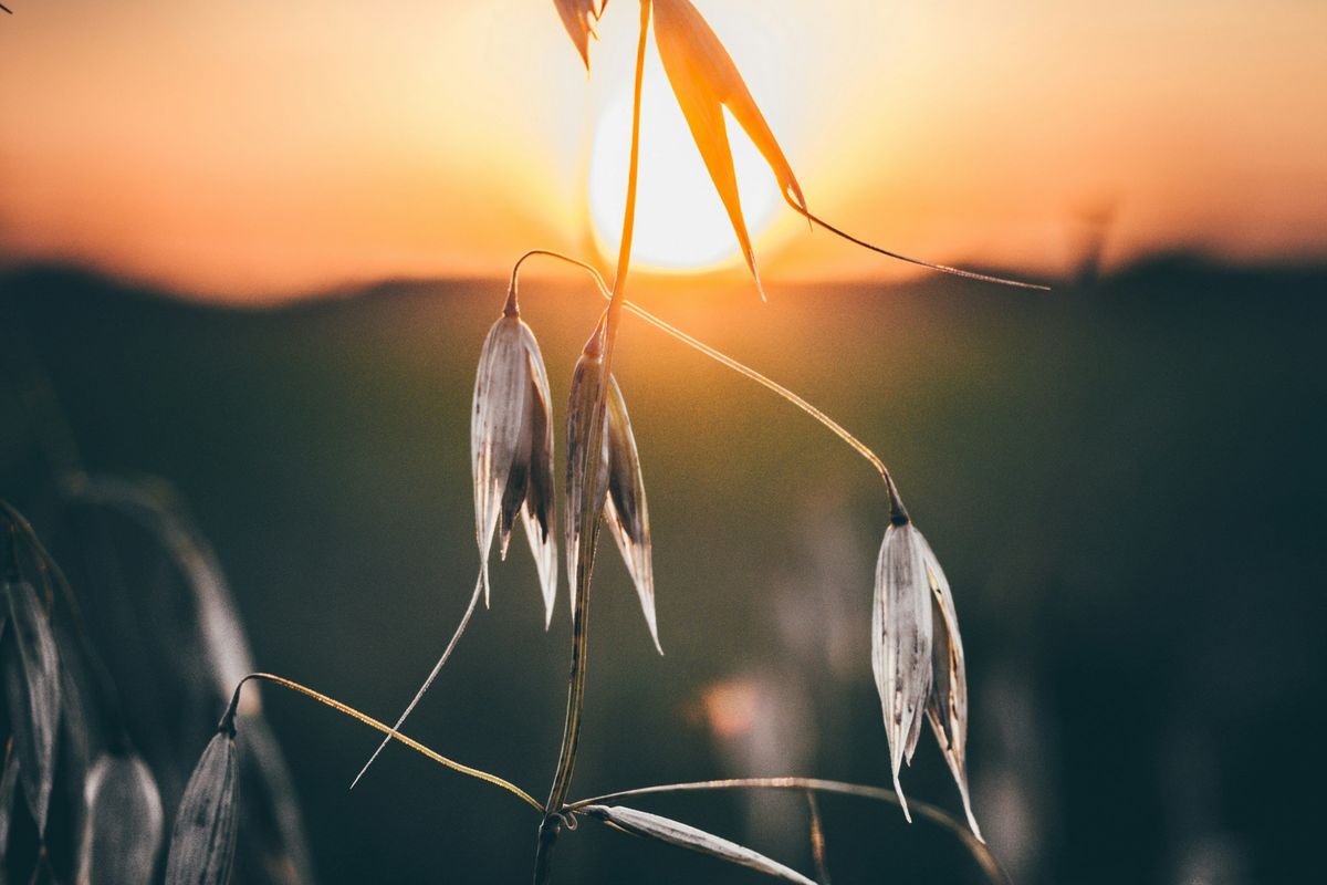 Oat plant silhouetted against a warm, orange sunset.