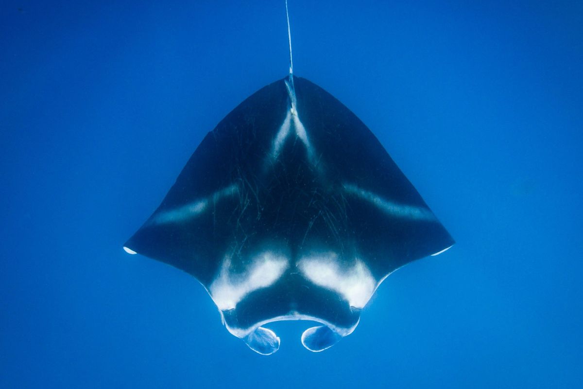 A manta ray swims in deep blue ocean.