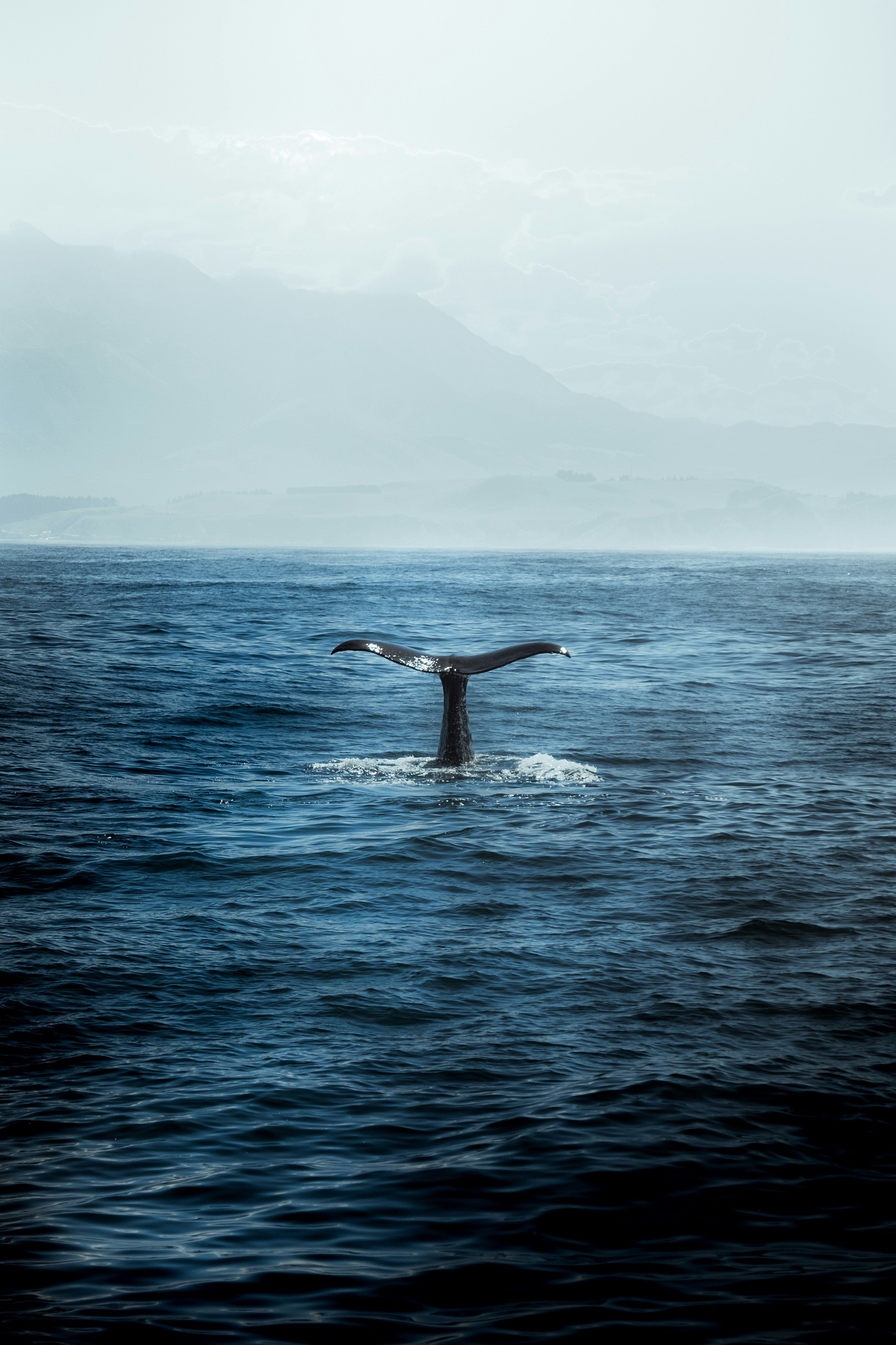 Whale tail breaching ocean's surface with misty mountains in the background.