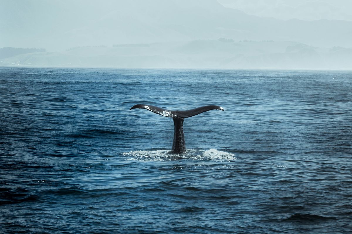 Whale tail breaching ocean's surface with misty mountains in the background.