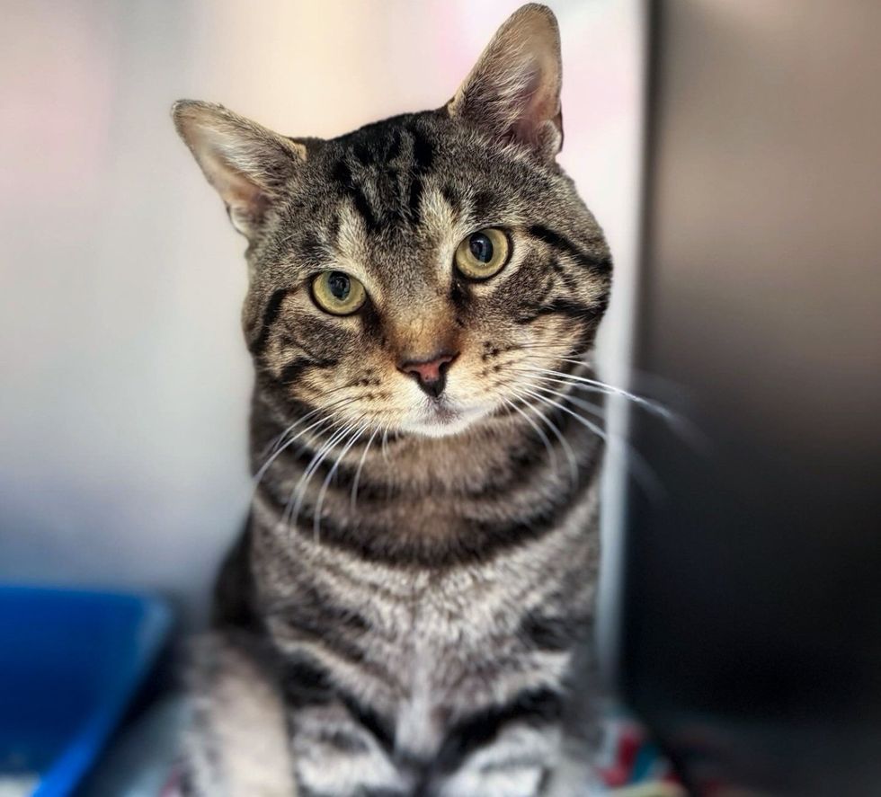 tabby cat shelter