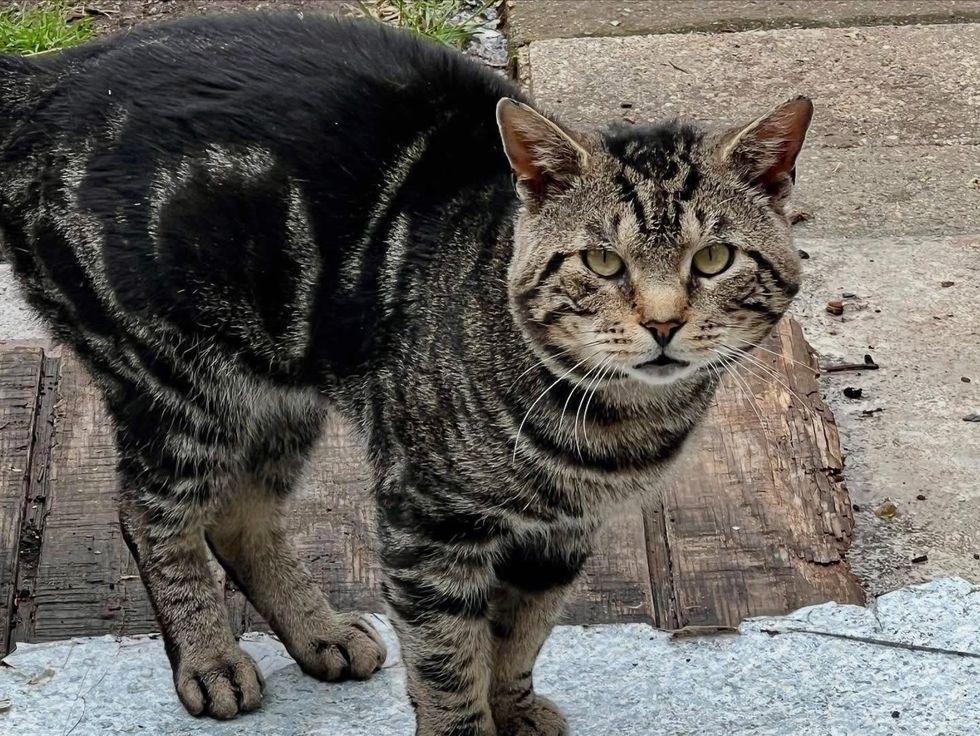 逃げ猫