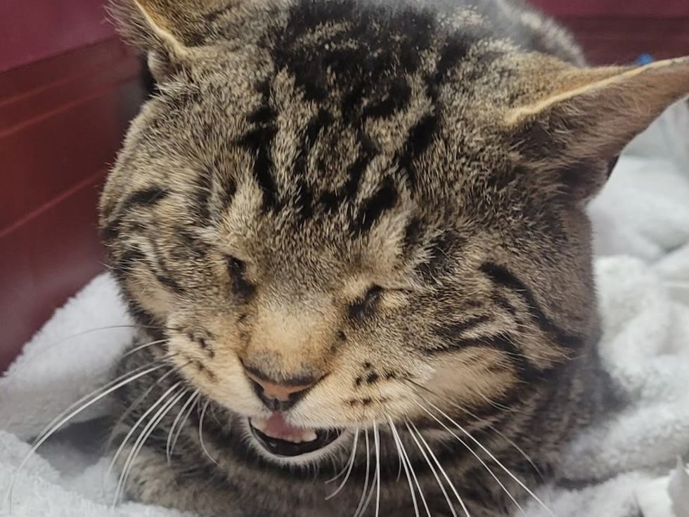 おしゃべり猫