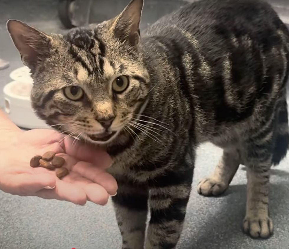 tabby cat loves treats