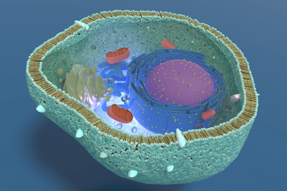 mothers, science, mitochondria, genetics, nervous system