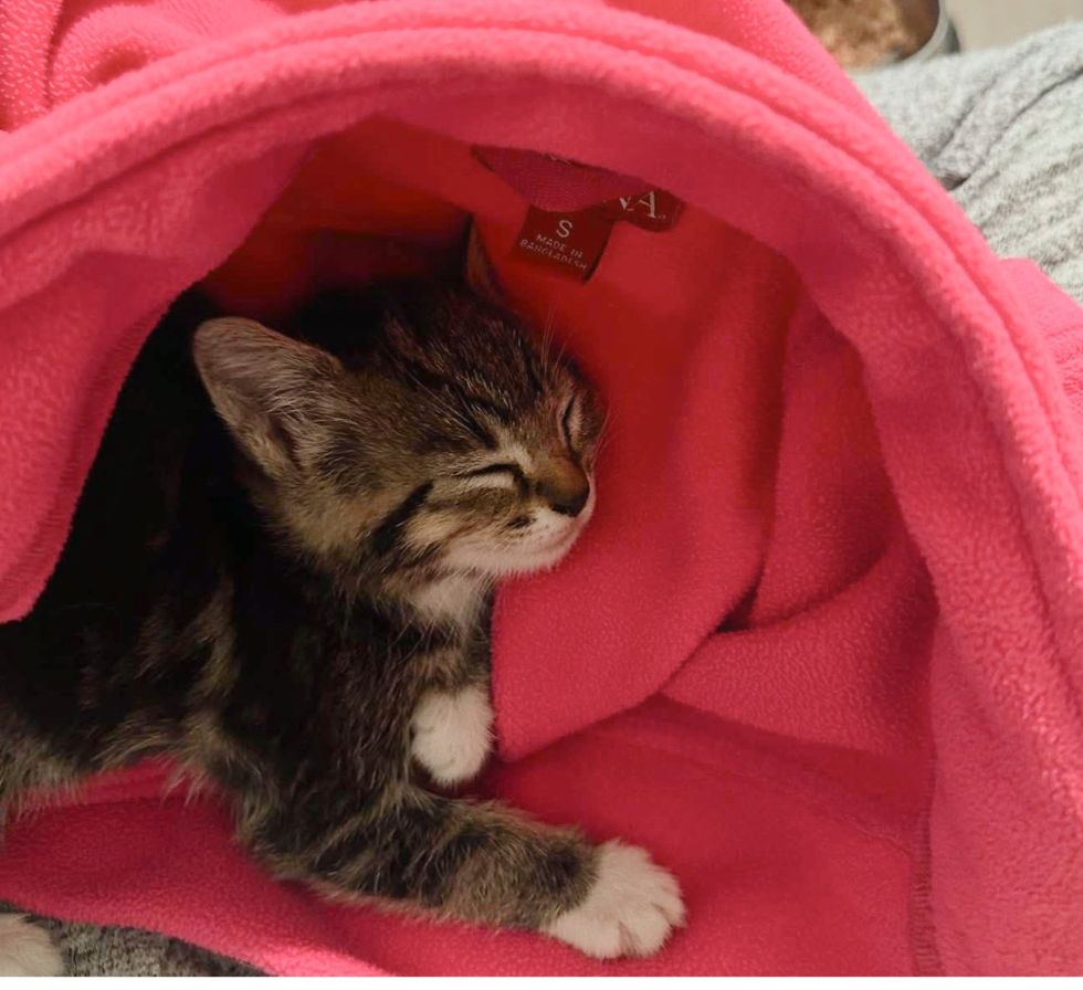 stray cat home sleeping