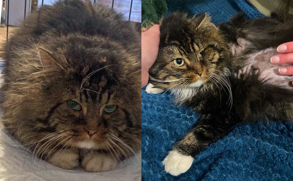 fluffy stray cat
