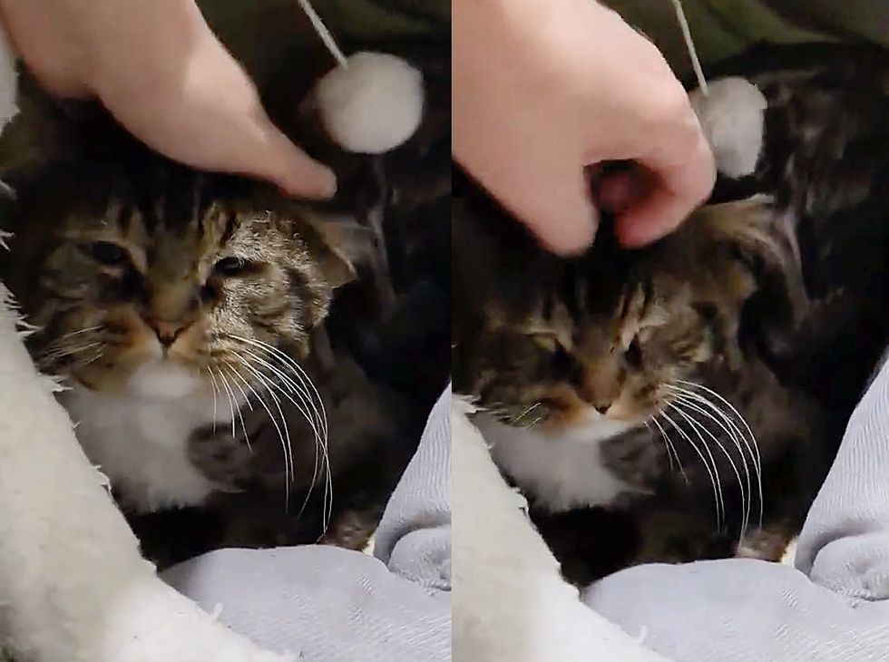 snuggly cat happy
