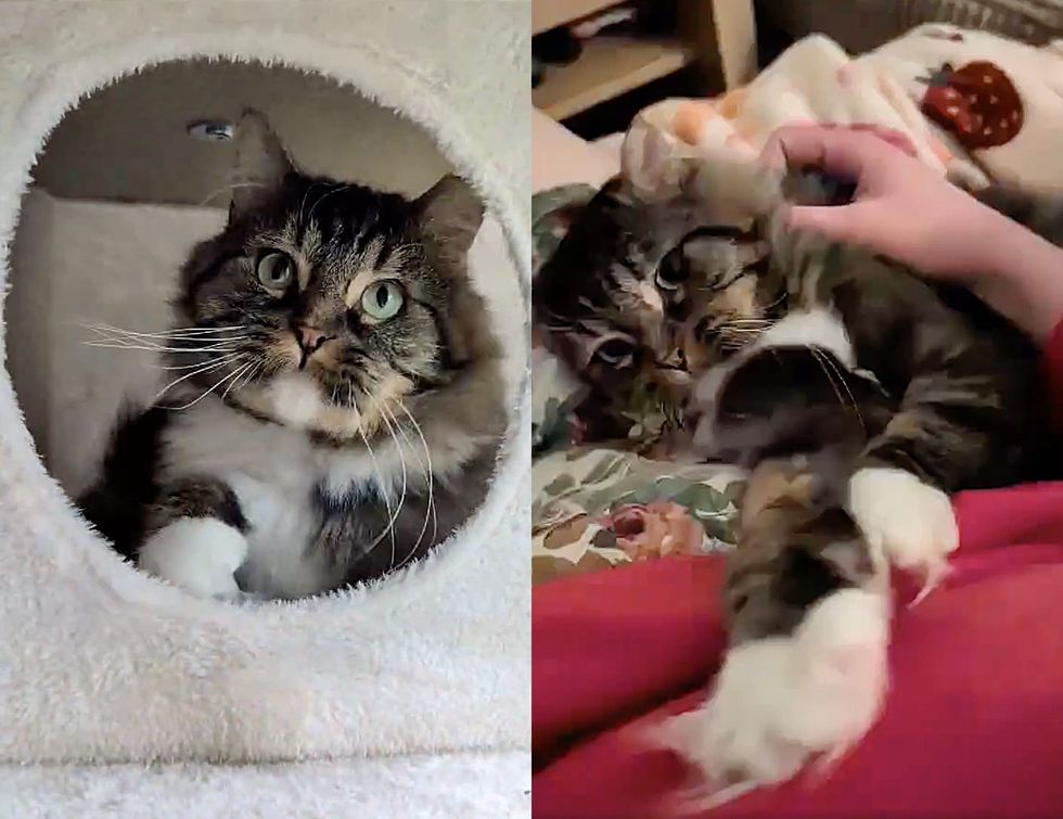 playful cat snuggles