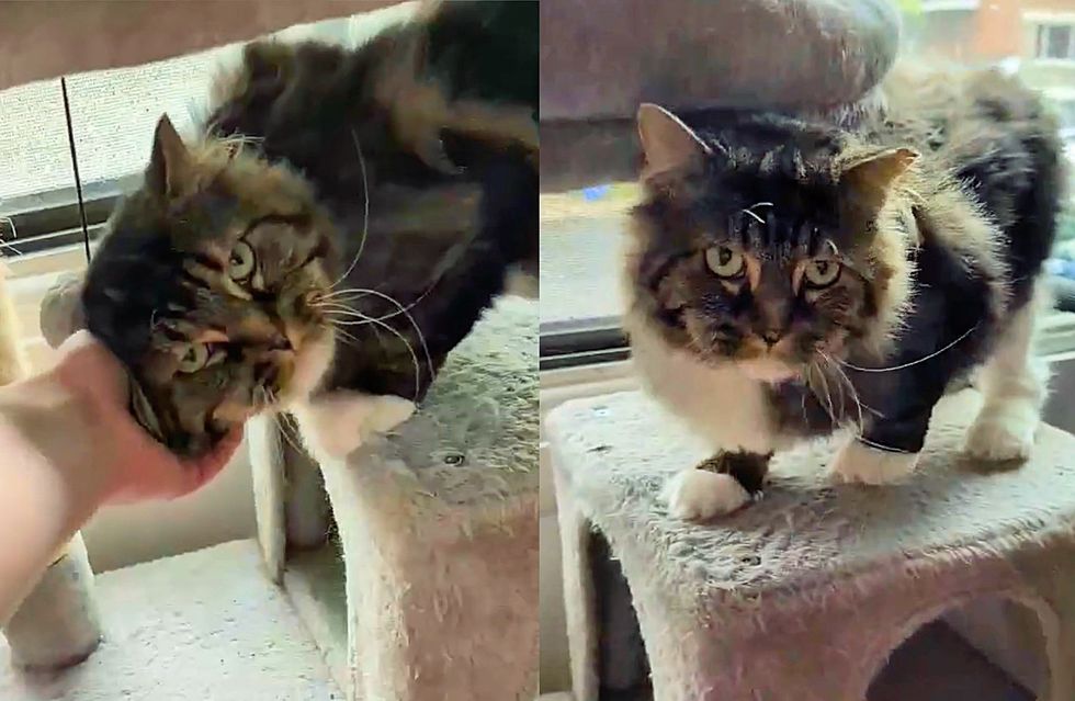 snuggly cat greeting