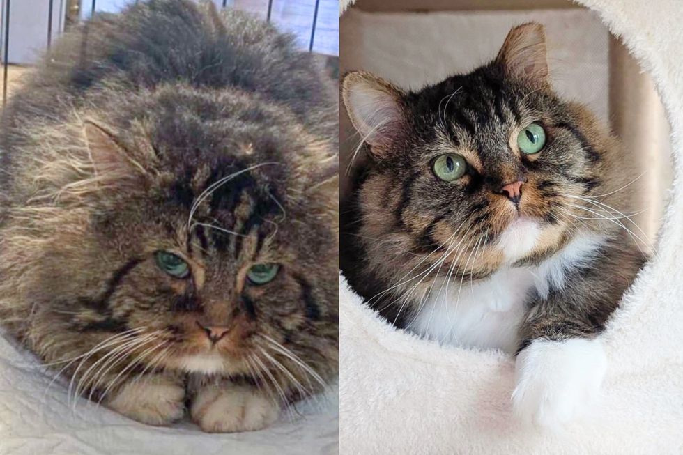 After Years Outside Gentle Tom Cat Stumbled Upon Person Who Let Him In and Showed Him Good Life