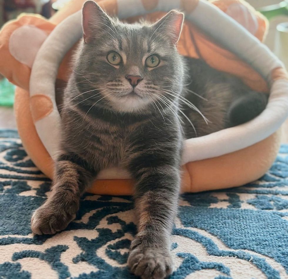 tabby cat cheeks