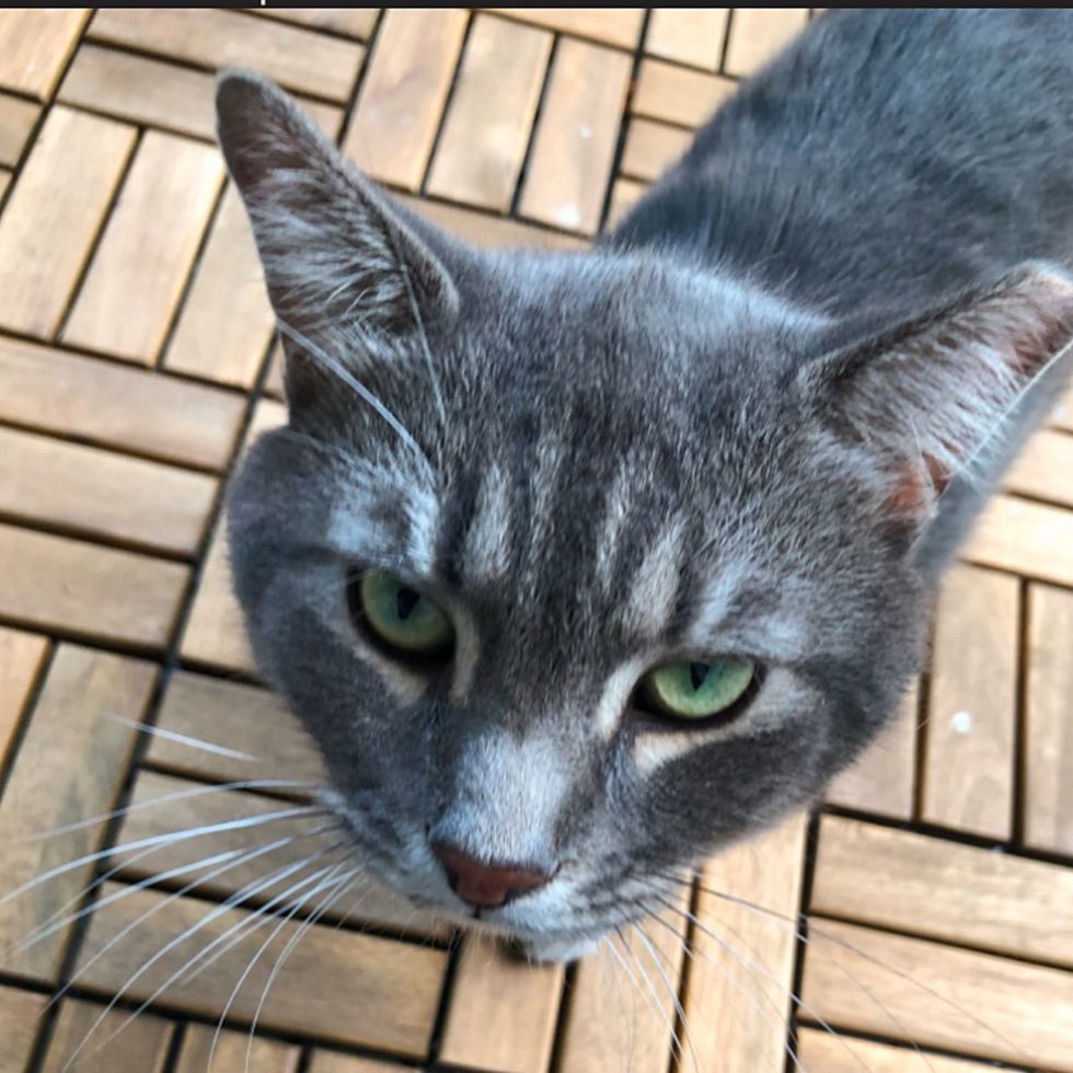 cat indoors curious