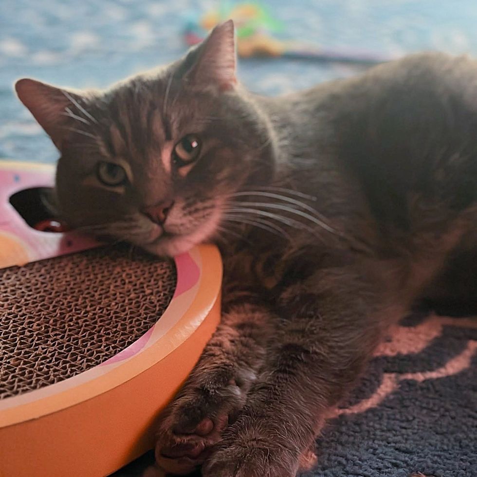 happy cat toy smile