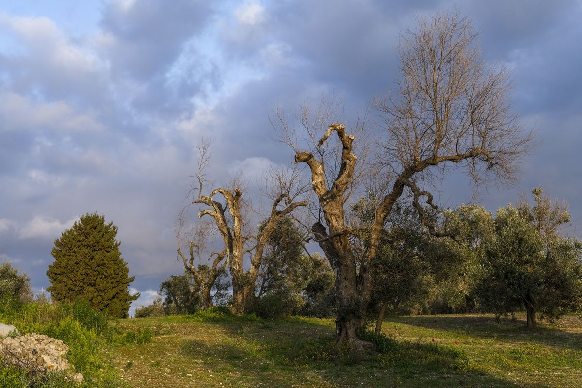 xylella sfruttata per fare affari con le rinnovabili