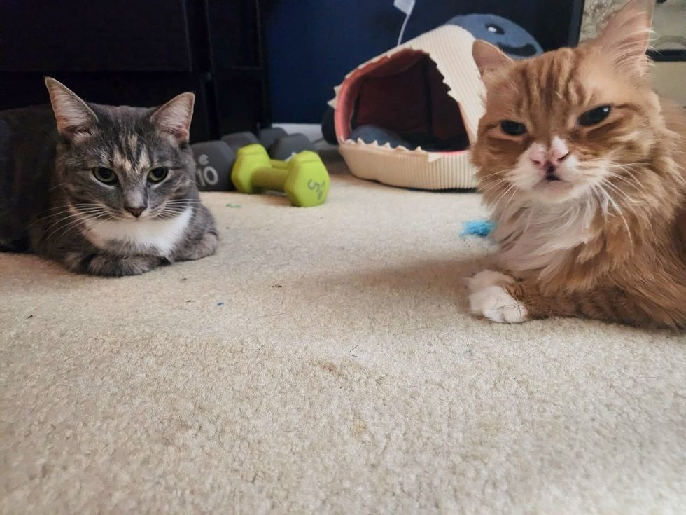 cats friends happy