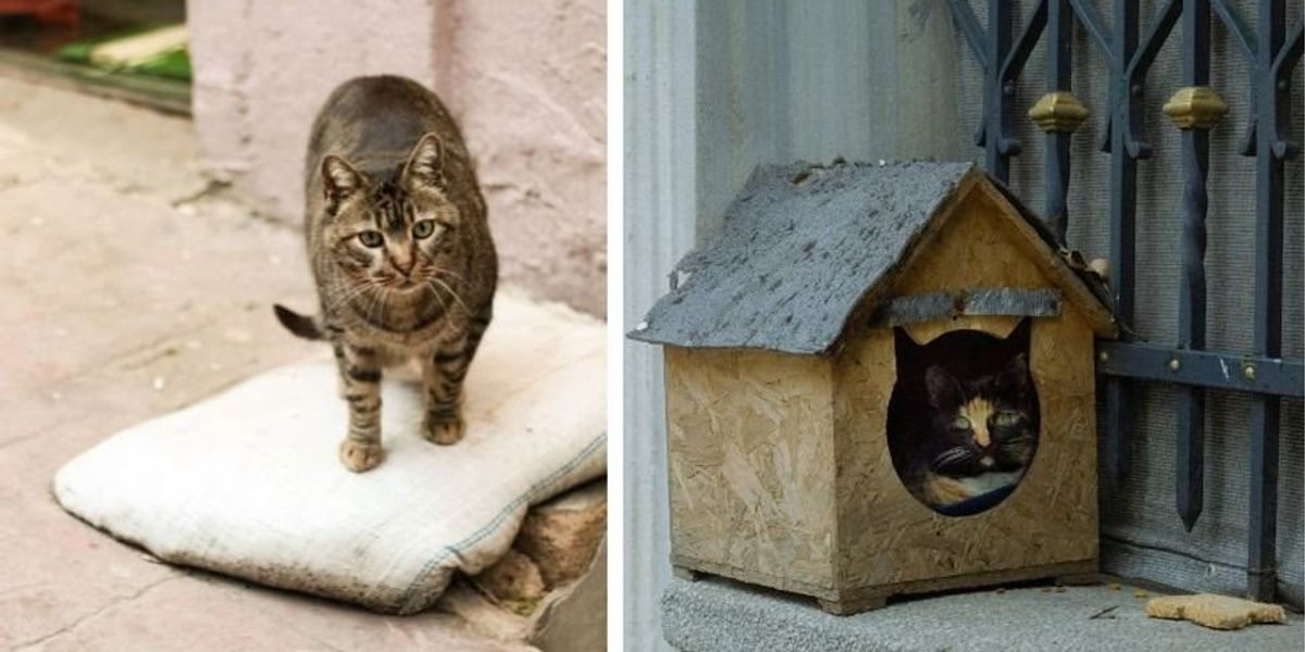 He made a tiny house for his stray cat visitor, and it turned into an adorable kitty village