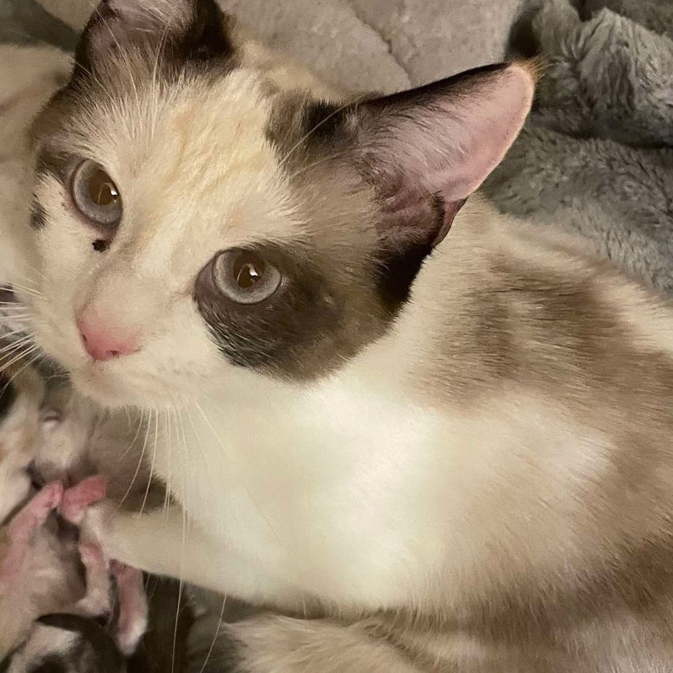 stray cat kittens