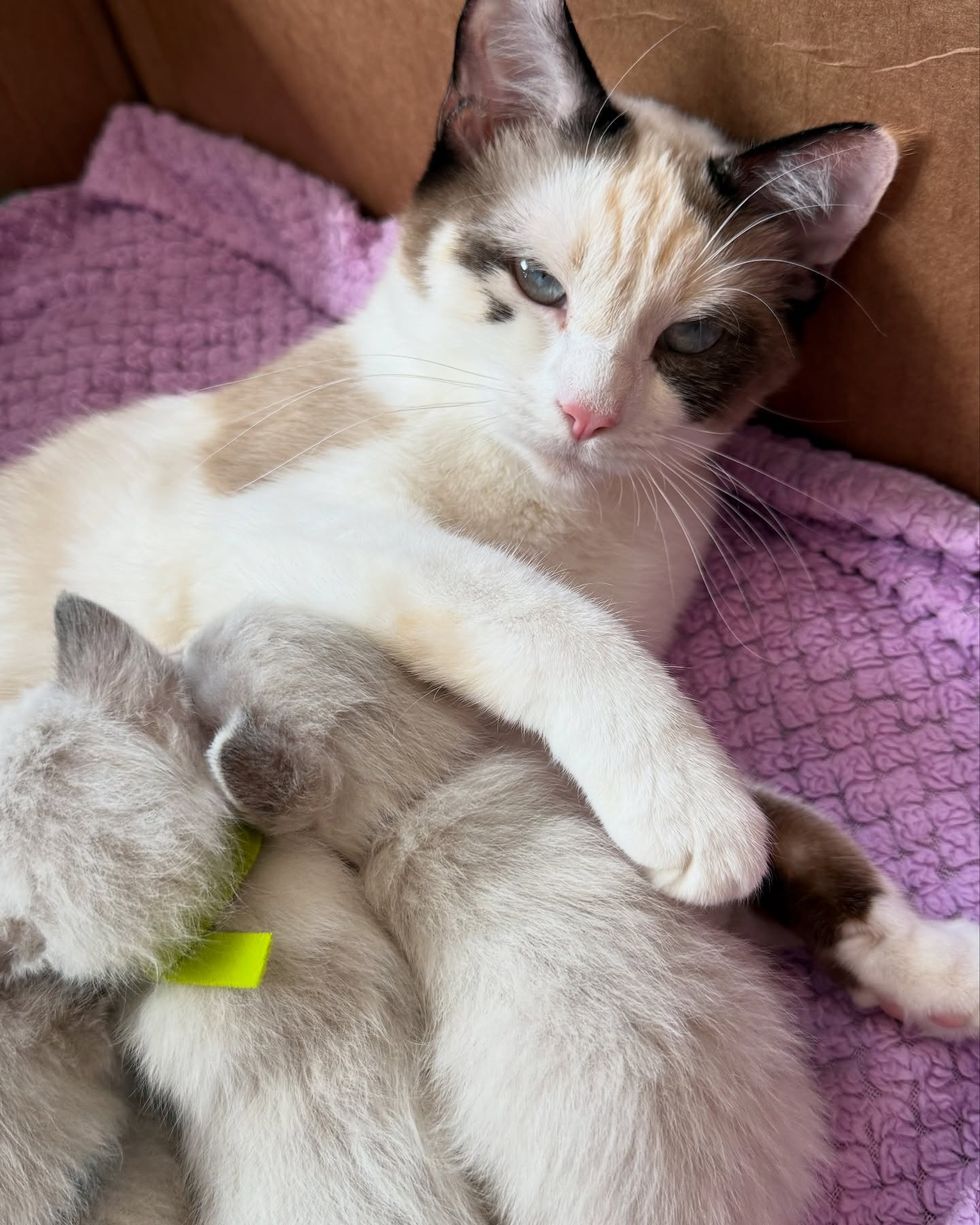 siamese cat snuggles kittens