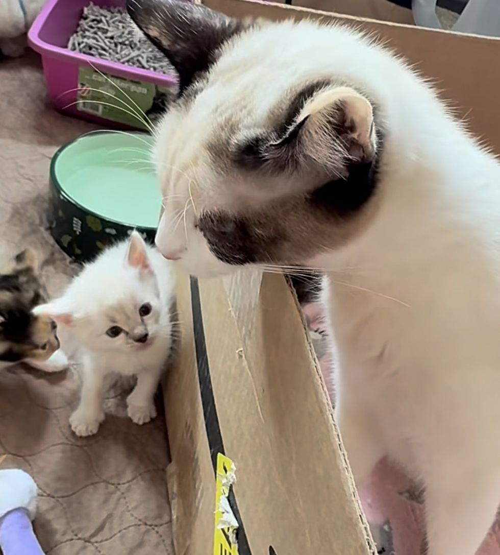 cat kittens playpen