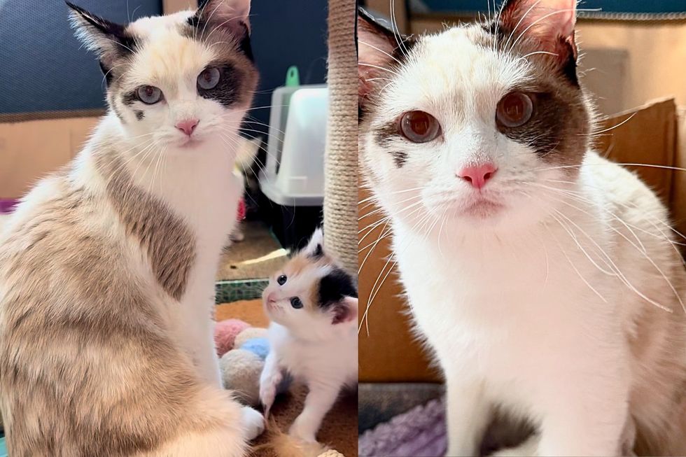 Tiny Squeaks Lead Person to Cat and Kittens Under Shed, Their Lives Take a Turn for the Better