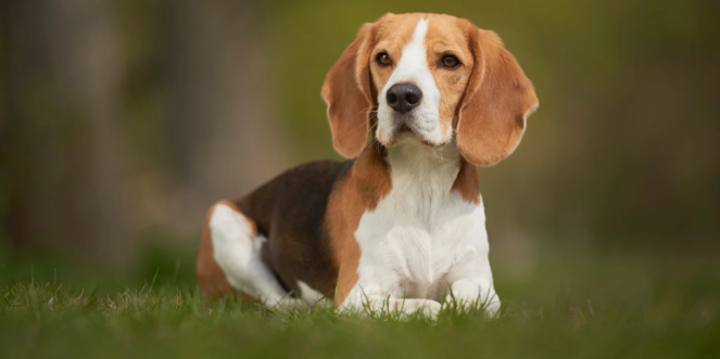 beagle, dogs, brown dog, floppy ears, grass