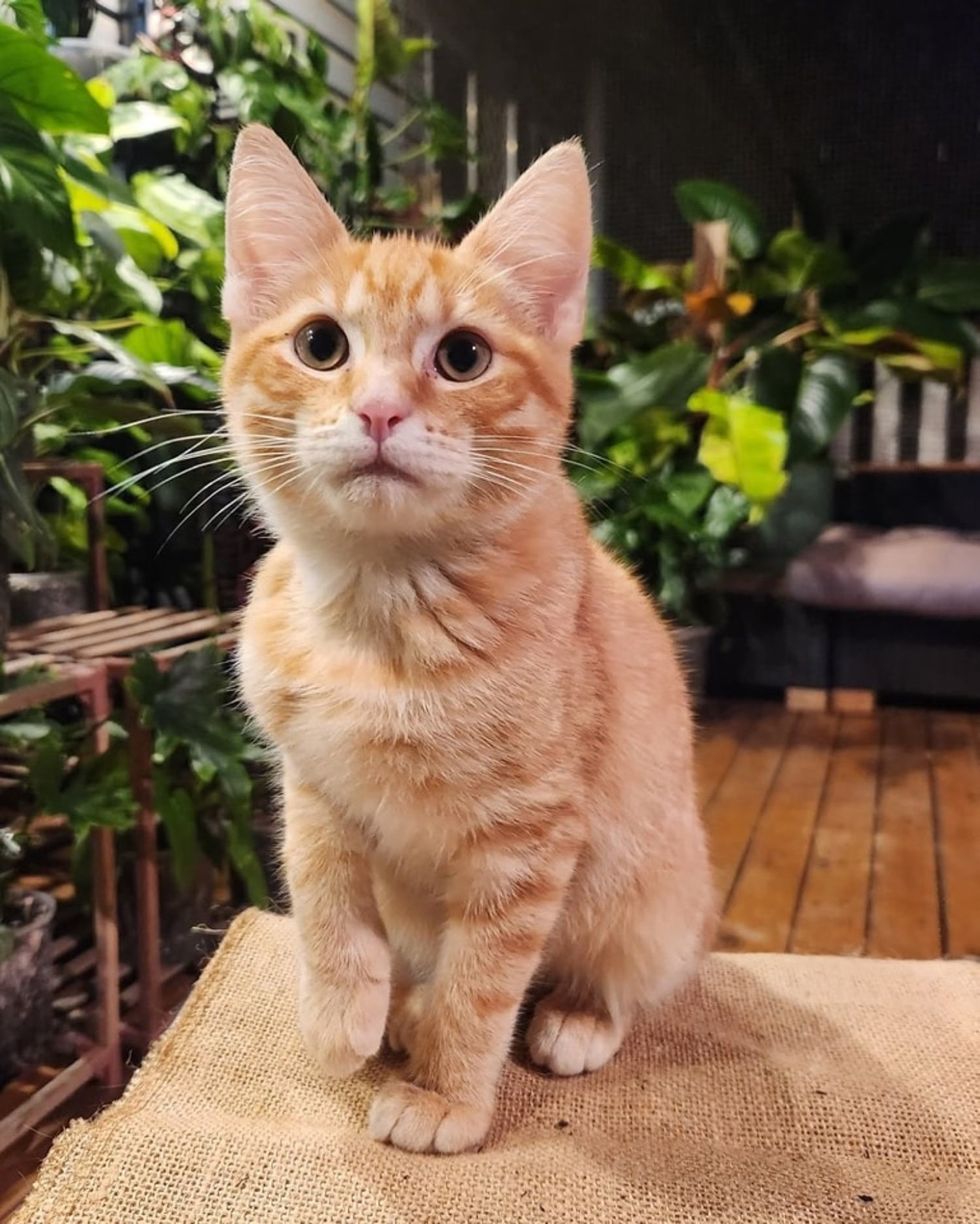 orange tabby kitten cute