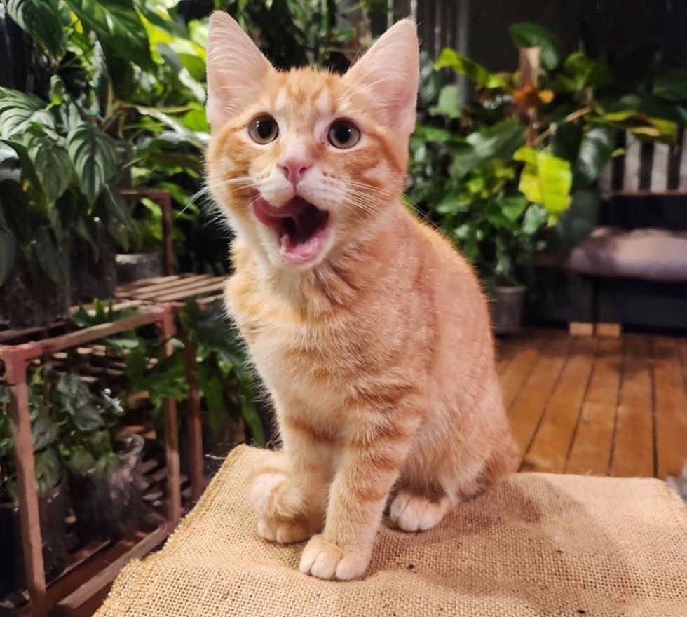 orange tabby kitten