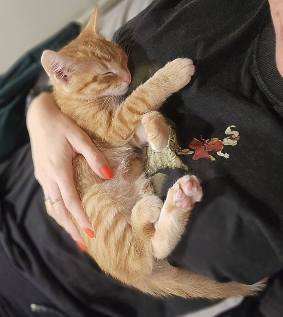 cuddly orange tabby kitten