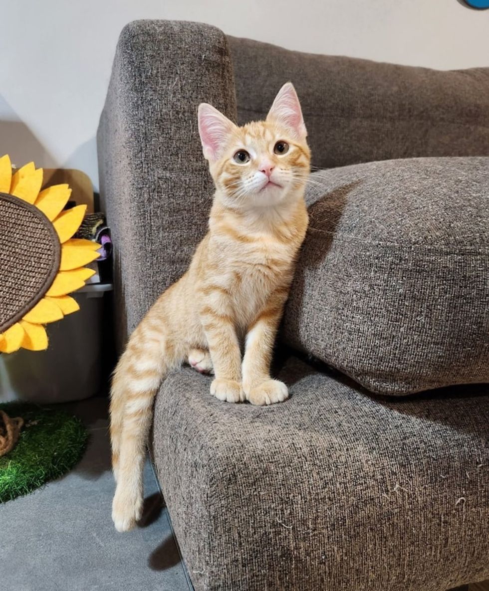 orange tabby kitten leg