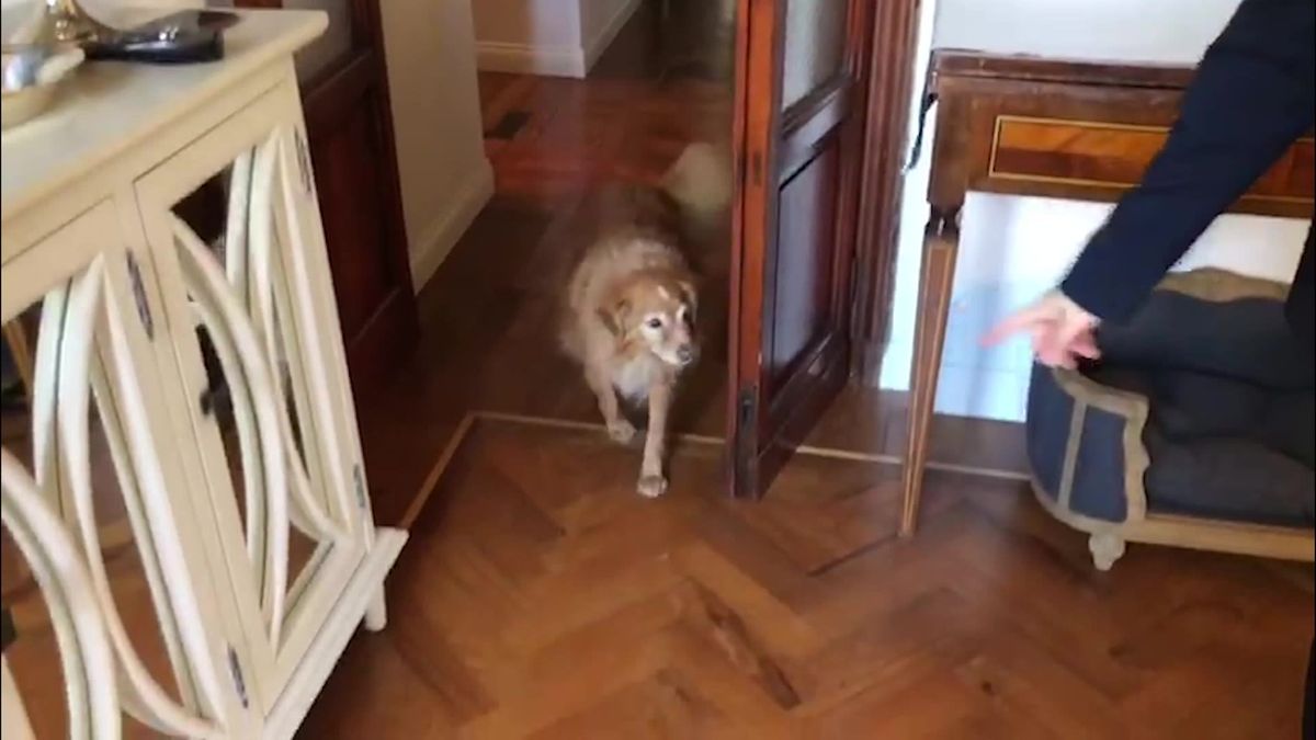Le pillole di galateo di Petra e Carlo: a spasso con il cane